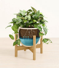 Load image into Gallery viewer, Shiny EggWhite stand:bamboo