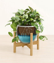 Load image into Gallery viewer, Deep Ocean stand:bamboo