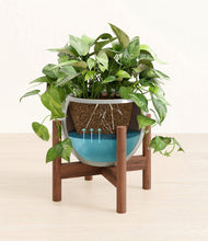 Load image into Gallery viewer, Deep Ocean stand:walnut