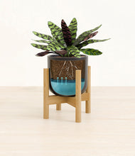 Load image into Gallery viewer, -