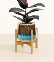 Load image into Gallery viewer, Almond Green stand:bamboo