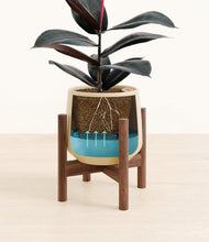 Load image into Gallery viewer, Almond Green stand:walnut
