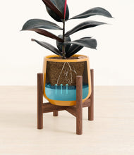 Load image into Gallery viewer, Mustard stand:walnut