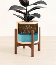 Load image into Gallery viewer, Cream stand:walnut