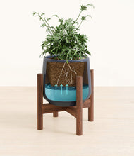 Load image into Gallery viewer, Deep Navy stand:walnut