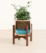 Load image into Gallery viewer, Gentle Pink stand:walnut