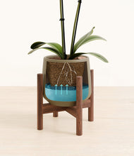 Load image into Gallery viewer, Olive stand:walnut