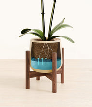 Load image into Gallery viewer, Almond Green stand:walnut