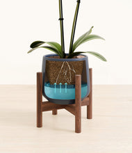 Load image into Gallery viewer, Deep Navy stand:walnut