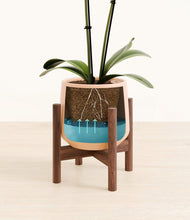 Load image into Gallery viewer, Gentle Pink stand:walnut