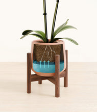 Load image into Gallery viewer, Calm Rose stand:walnut