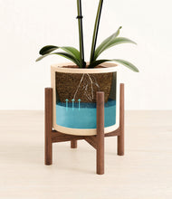 Load image into Gallery viewer, Cream stand:walnut