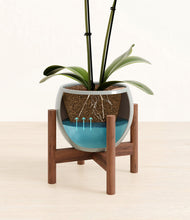 Load image into Gallery viewer, Deep Ocean stand:walnut