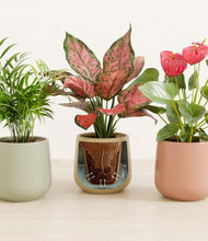 Load image into Gallery viewer, Lily Pad stand:all