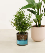 Load image into Gallery viewer, Olive Branch