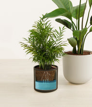 Load image into Gallery viewer, Orca