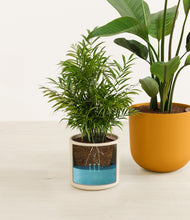 Load image into Gallery viewer, Tiger Lily