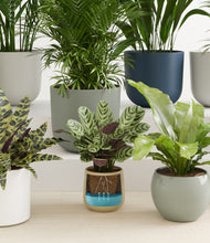 Load image into Gallery viewer, Earthy