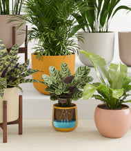 Load image into Gallery viewer, Evening Sky stand:five_stands