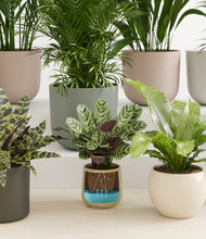 Load image into Gallery viewer, Woodland