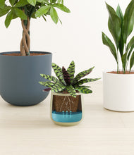 Load image into Gallery viewer, Earthy