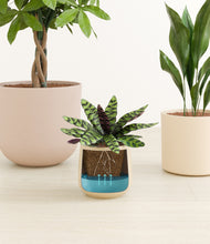 Load image into Gallery viewer, Sandy