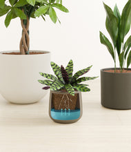 Load image into Gallery viewer, Woodland