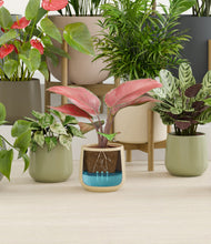 Load image into Gallery viewer, Countryside stand:thirteen_stands