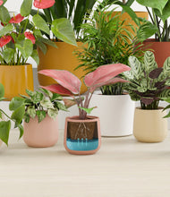 Load image into Gallery viewer, Evening Sky