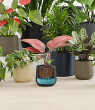 Load image into Gallery viewer, Winding River