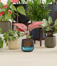 Load image into Gallery viewer, Winding River stand:thirteen_stands