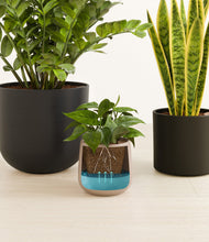 Load image into Gallery viewer, Charcoal