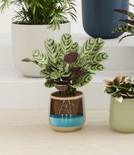 Load image into Gallery viewer, Earthy stand:all