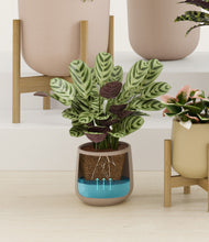 Load image into Gallery viewer, Sandy stand:six_stands