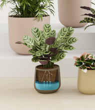 Load image into Gallery viewer, Woodland stand:all