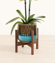 Load image into Gallery viewer, Olive stand:walnut