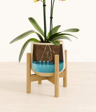 Load image into Gallery viewer, Almond Green stand:bamboo