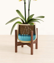 Load image into Gallery viewer, Almond Green stand:walnut