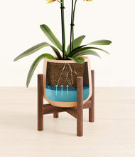 Load image into Gallery viewer, Gentle Pink stand:walnut