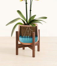 Load image into Gallery viewer, Calm Rose stand:walnut