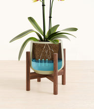 Load image into Gallery viewer, Turquoise stand:walnut