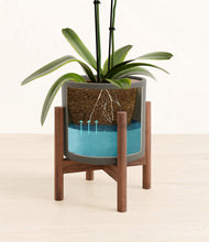 Load image into Gallery viewer, Dark Olive stand:walnut