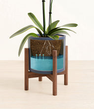 Load image into Gallery viewer, Deep Navy stand:walnut