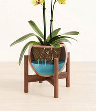 Load image into Gallery viewer, Calm Rose stand:walnut