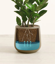 Load image into Gallery viewer, ZZ Plant