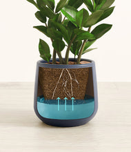 Load image into Gallery viewer, ZZ Plant