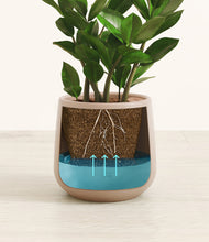 Load image into Gallery viewer, ZZ Plant