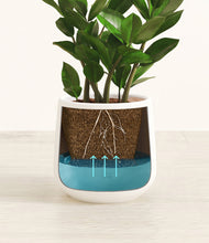 Load image into Gallery viewer, ZZ Plant