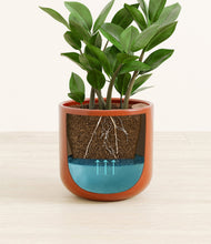 Load image into Gallery viewer, ZZ Plant