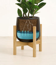 Load image into Gallery viewer, ZZ Plant